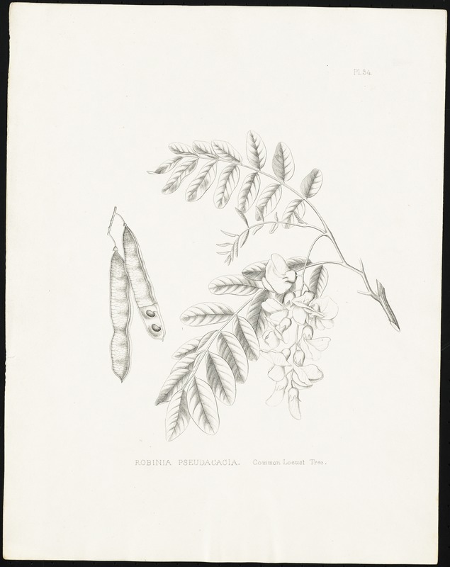Robinia pseudocacia