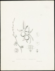 Prunus Chicasa / Sprague del.