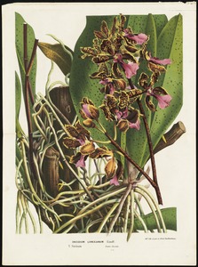 Oncidium Laneanum, Lindl., Surinam