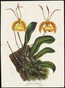 Oncidium Kramerianum, Ecuador