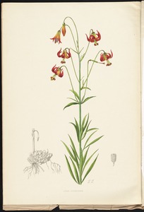 Lilium occidentale