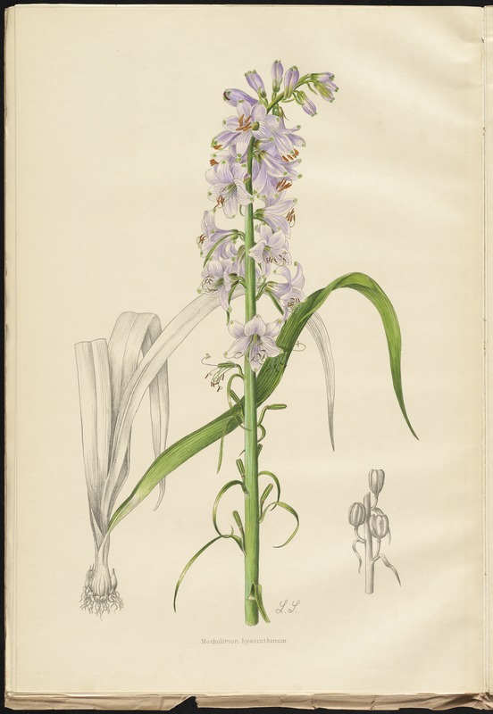Northolirion hyacinthinum