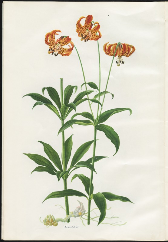 Lilium miciganense