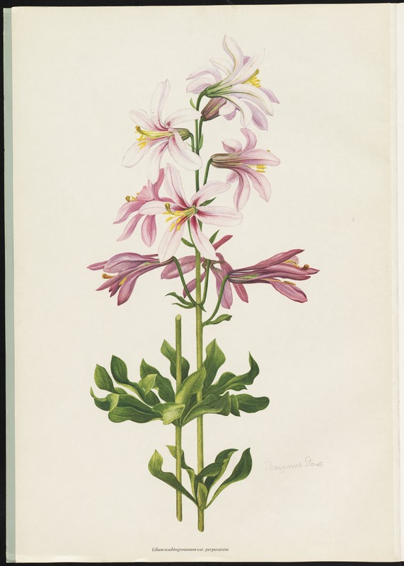 Lilium washingtonianum, var.purpurescens