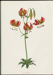 Lilium pardalinum, var. giganteum