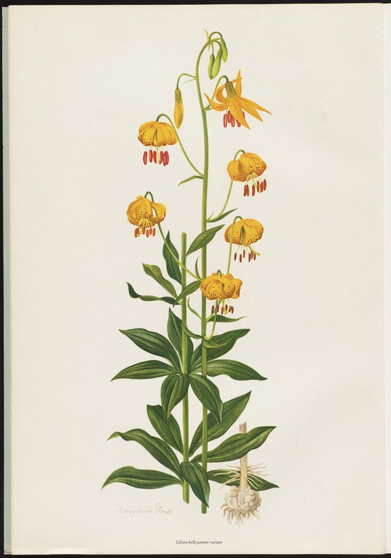 Lilium Montanum & Digitalis flower リトグラフ Lilium kellyanum - Digital Commonwealth