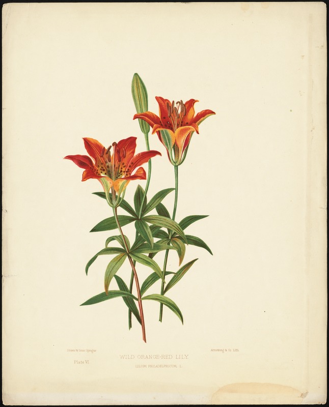 Wild orange-red lily