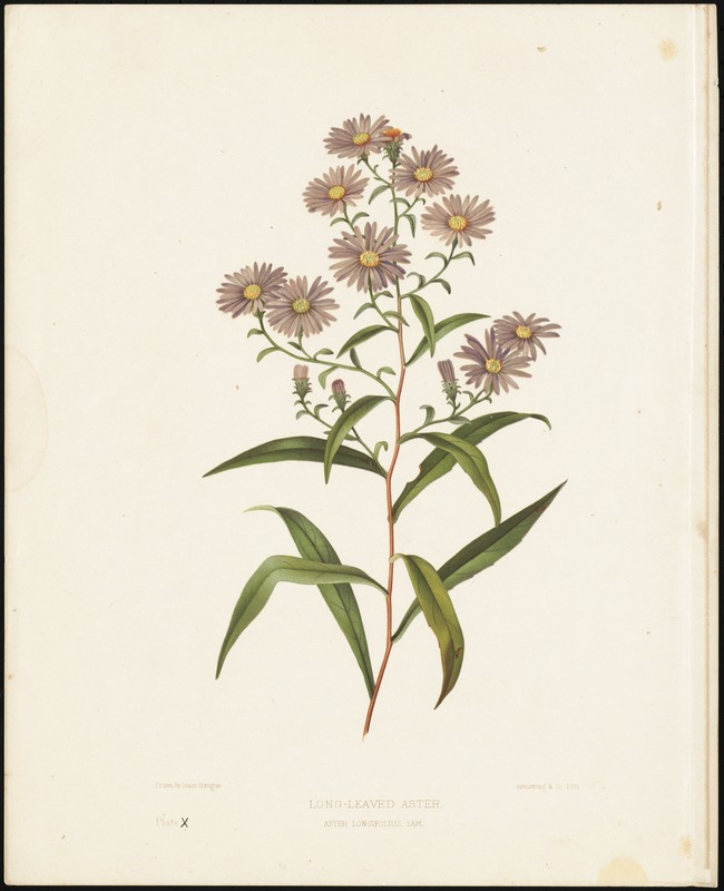 Long-leaved aster