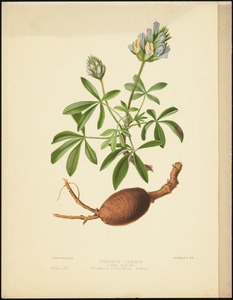 Prarie turnip (pomme blanche)