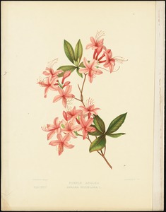 Purple azalea