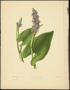 Pickerel weed