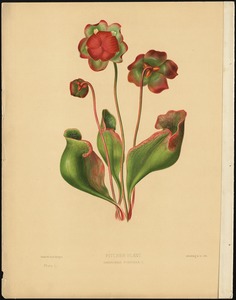 Pitcher plant