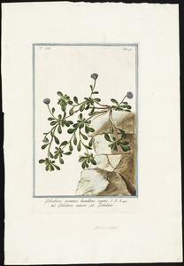 Globularia montana