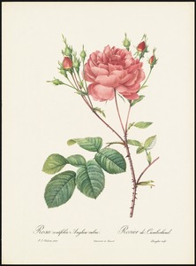 Rosa centifolia