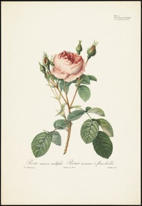 Rosa muscosa