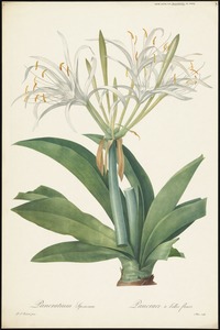 Lancratium speciosum