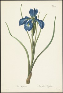 Iris xyphioides