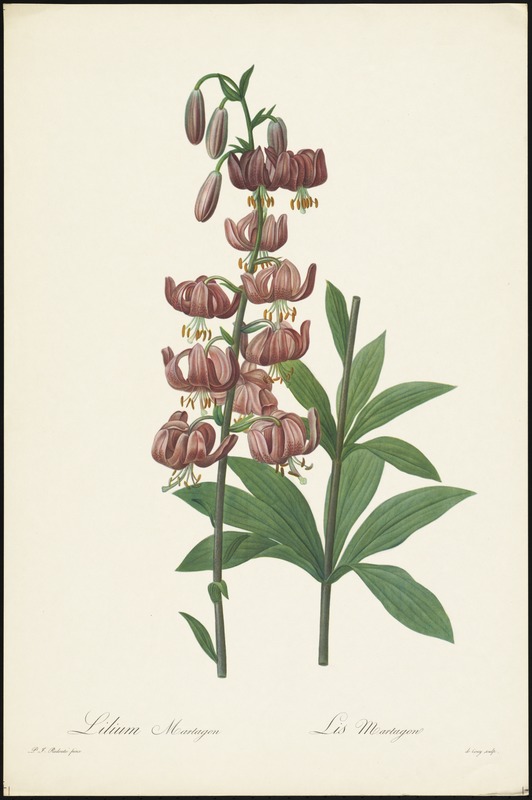 Lilium martagon lis martagon