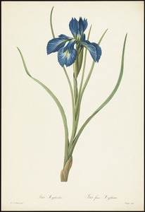 Iris xyphioides iris faux xyphium