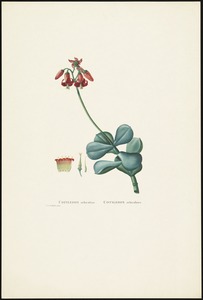 Cotyledon orbiculata cotyledon orbiculaire