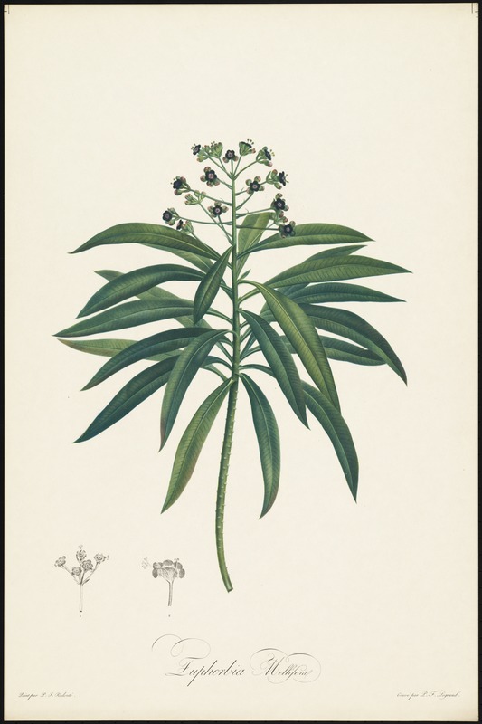 Euphorbia melliferal