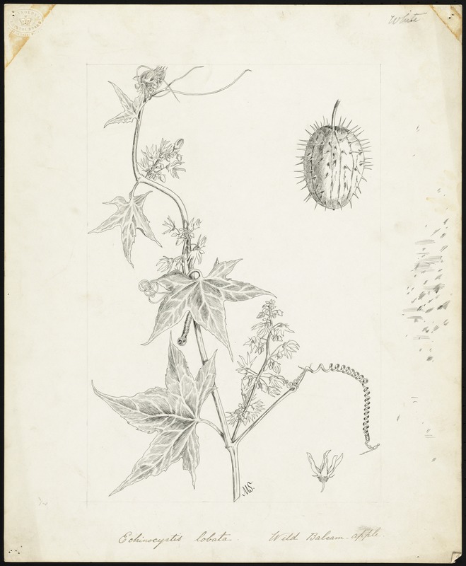 Echinocystis lobata. Wild balsam-apple