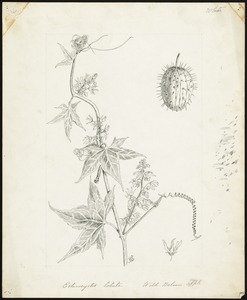 Echinocystis lobata. Wild balsam-apple