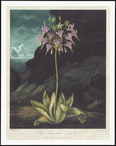 The American cowslip