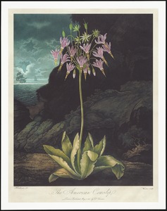 The American cowslip