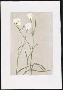 Sego Lily, Utah state flower