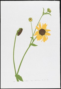 Sunflower, Kansas state flower