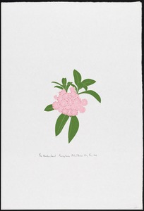 Mountain laurel, Pennsylvania state flower
