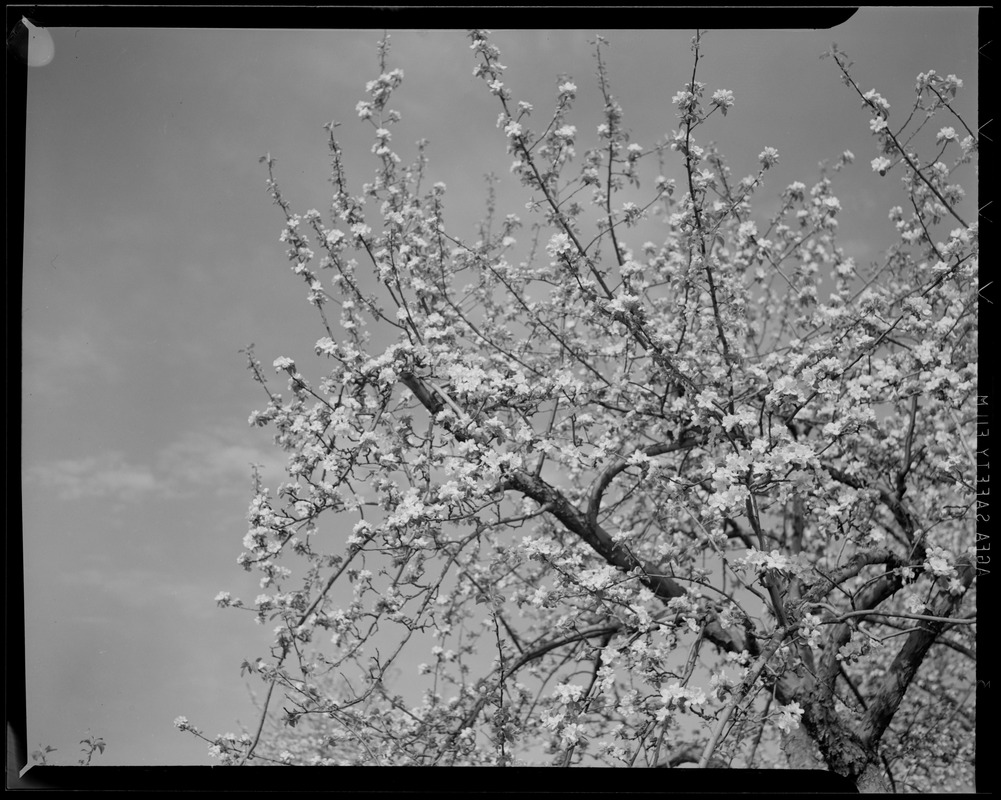 Tree in bloom Digital Commonwealth