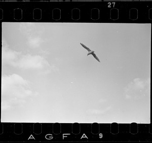 Bird in flight