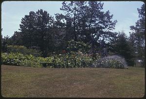 Mrs. Petti's garden, O.O.B. [Old Orchard Beach] Me