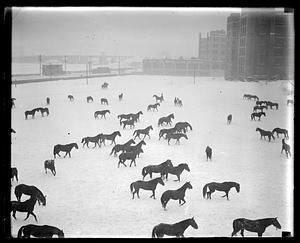 Calvary horses "horse around" in the snow at the Commonwealth Armory