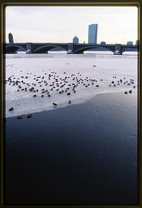 Cambridge 1981 : With the Longfellow Bridge in the background birds rest on an ice sheet in the Charles River