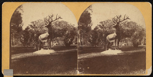 Stag in yard of Wellington Smith