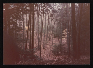 Woods near the Gail Hamilton Trail, on or near the former Bavard Tuckerman land Hamilton, Mass.