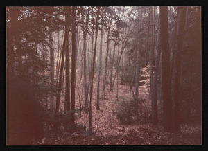 The Gail Hamilton Trail, near or on the old Bavard Tuckerman land, Hamilton, Mass.