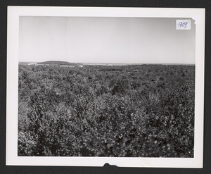 Easterly Sagamore Hill