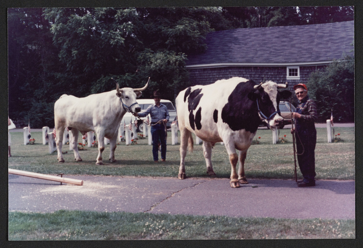 Oxen used for the 1987 parade - Digital Commonwealth