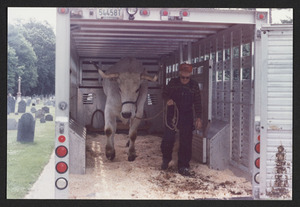 An oxen for the 1987 trek