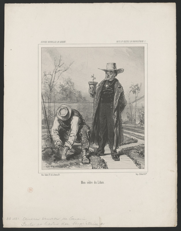 Mon Cèdre du Liban Digital Commonwealth