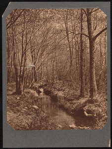 Stream and trees in Buttonwood Park, New Bedford, MA