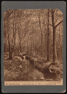 Stream and trees in Buttonwood Park, New Bedford, MA