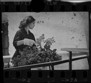 Unidentified woman tending to plants, Israel