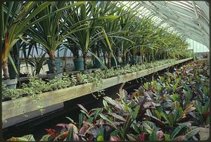 City of Boston Park Dept. Greenhouses at Franklin Park