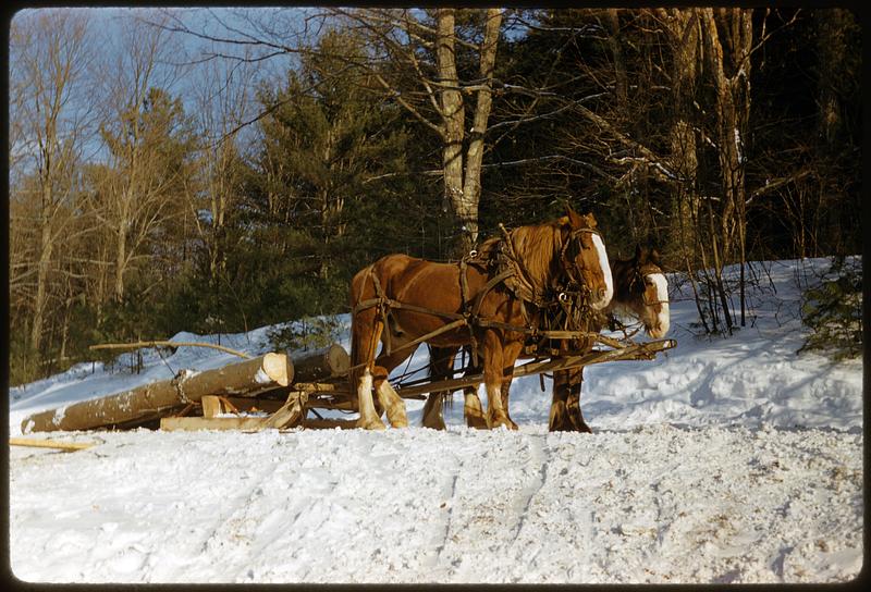Horses pulling logs through the snow Digital Commonwealth