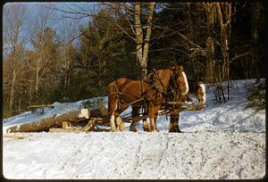 Horses pulling logs through the snow